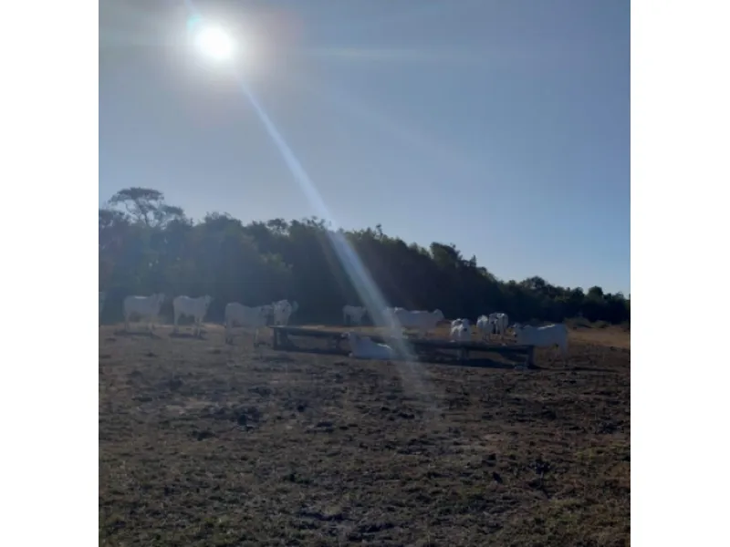 Imóvel rural em leilão