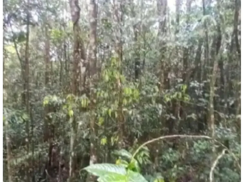 Terreno em leilão