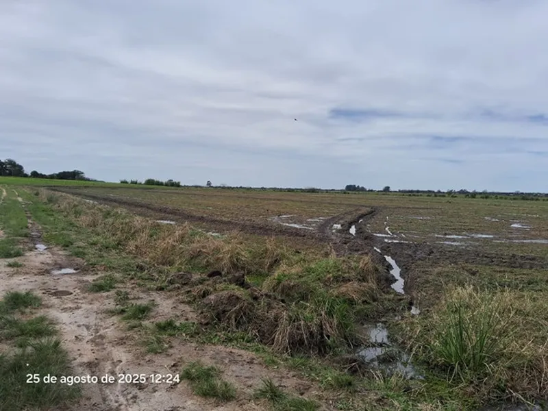 Imóvel rural em leilão
