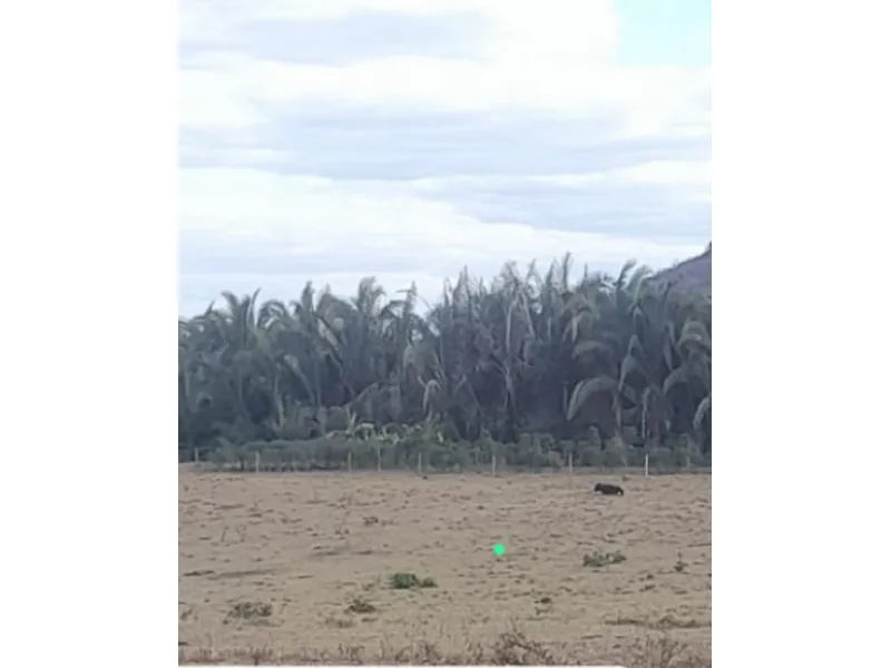 Imóvel rural em leilão