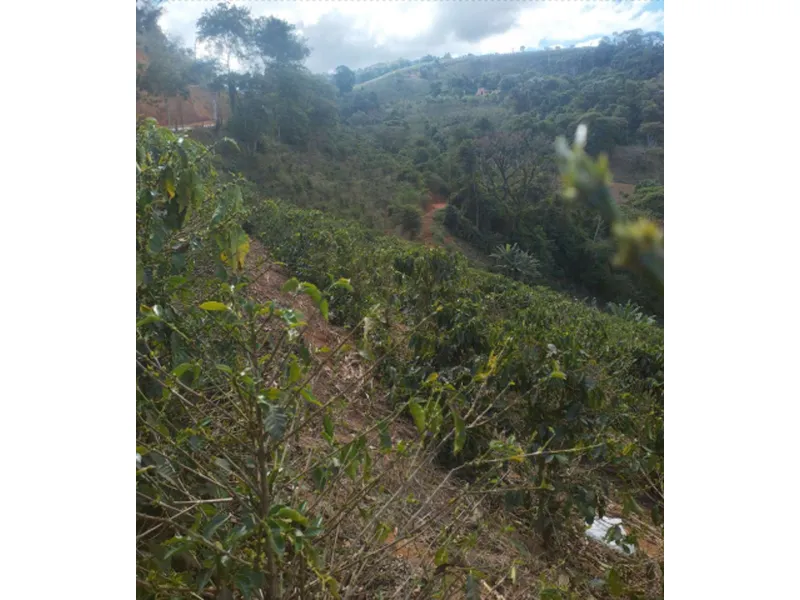 Imóvel rural em leilão