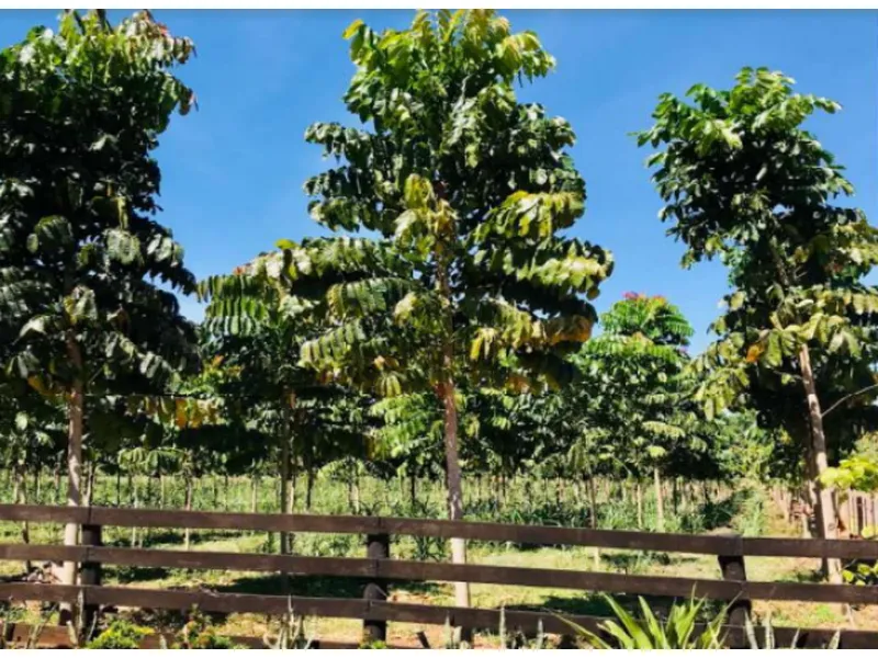 Imóvel rural em leilão