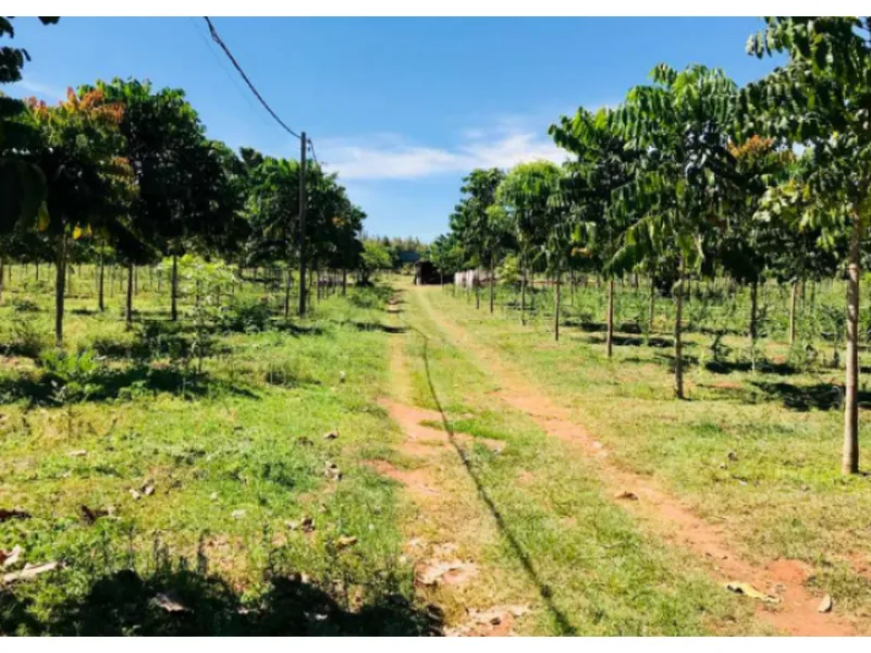 Imóvel rural em leilão