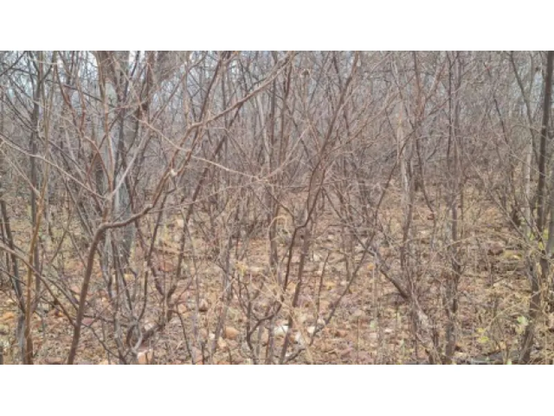 Imóvel rural em leilão