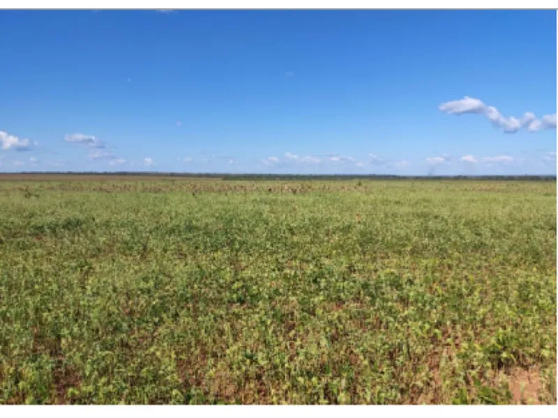 Imóvel rural em leilão