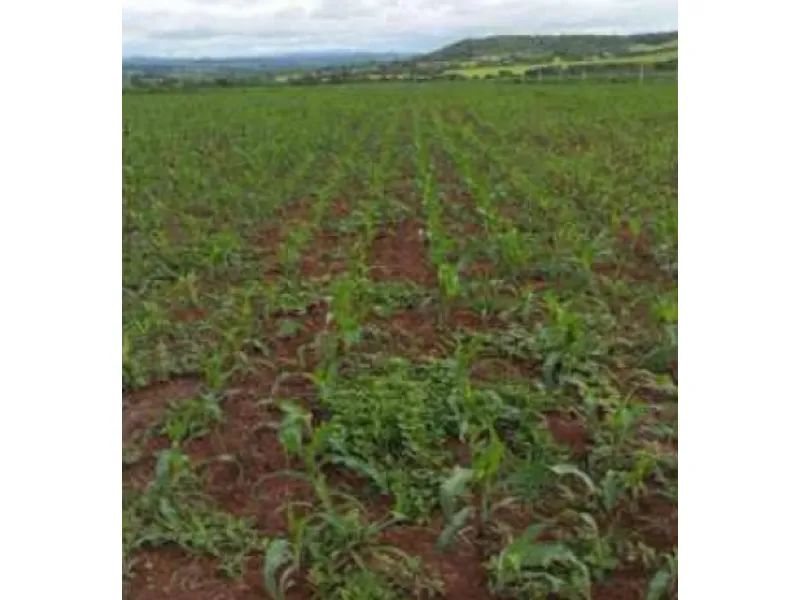 Imóvel rural em leilão