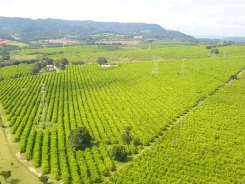 Imóvel rural em leilão