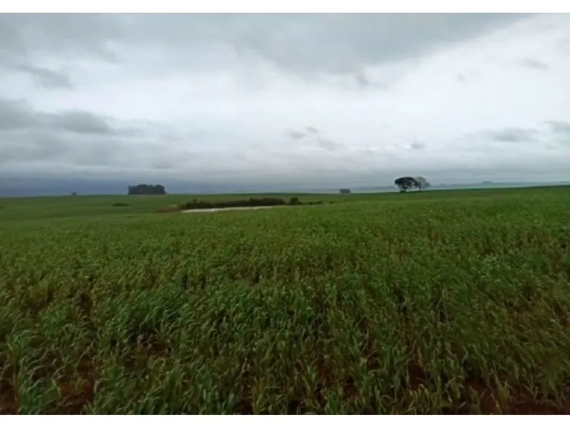 Imóvel rural em leilão