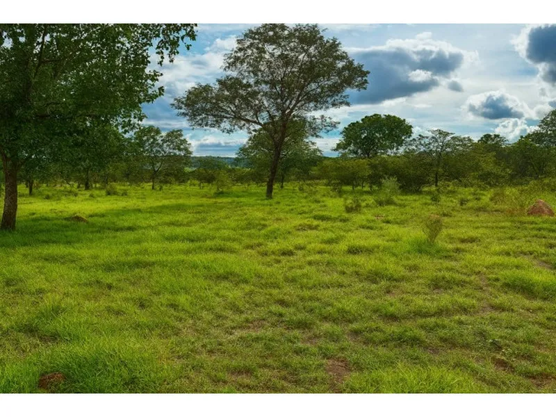 Imóvel rural em leilão