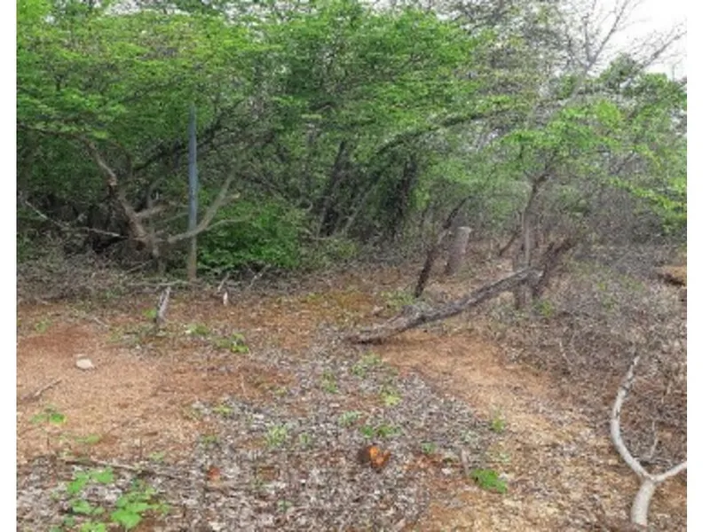 Imóvel rural em leilão