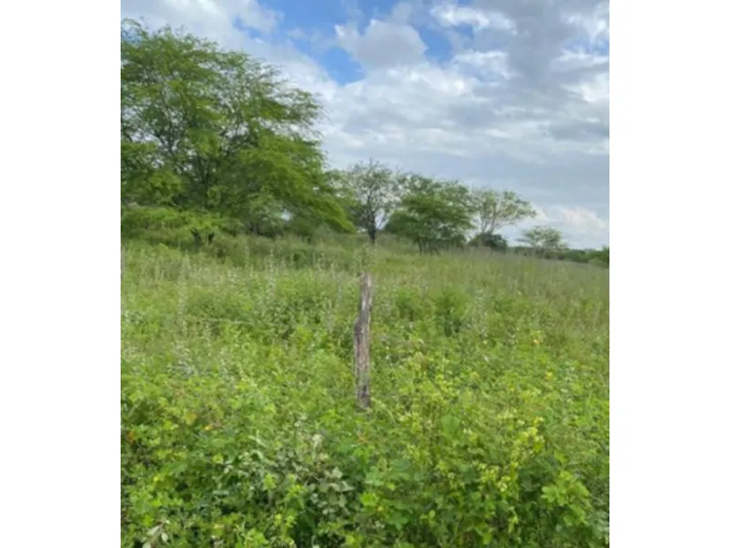 Imóvel rural em leilão