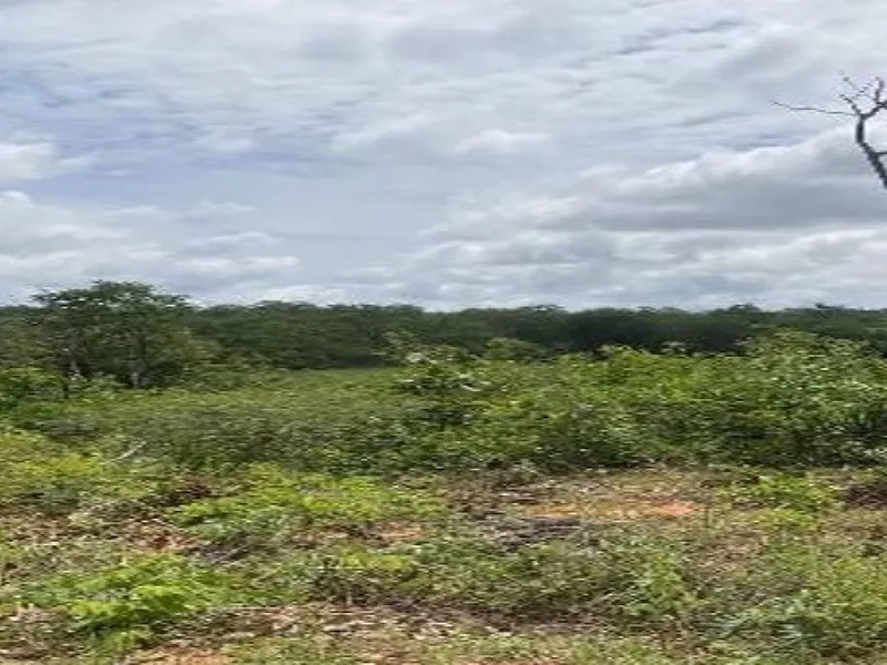 Imóvel rural em leilão
