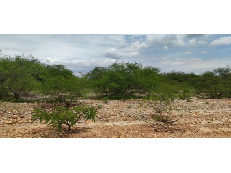 Imóvel rural em Leilão Judicial