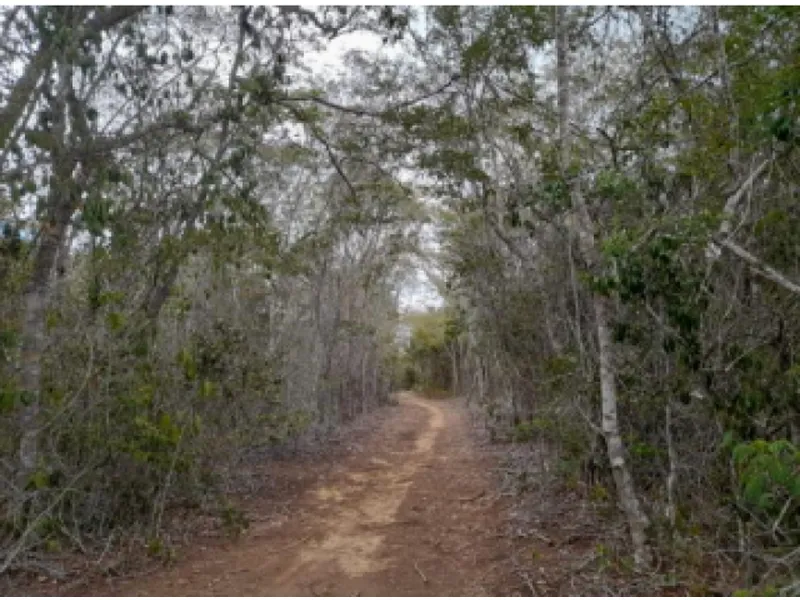 Imóvel rural em leilão
