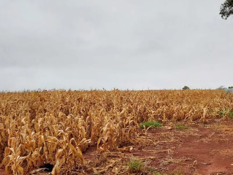 Imóvel rural em leilão