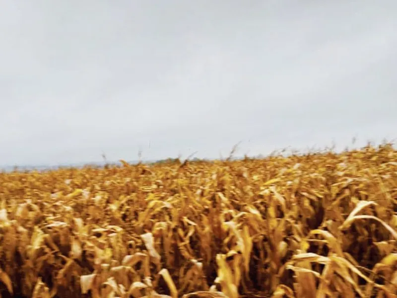 Imóvel rural em leilão