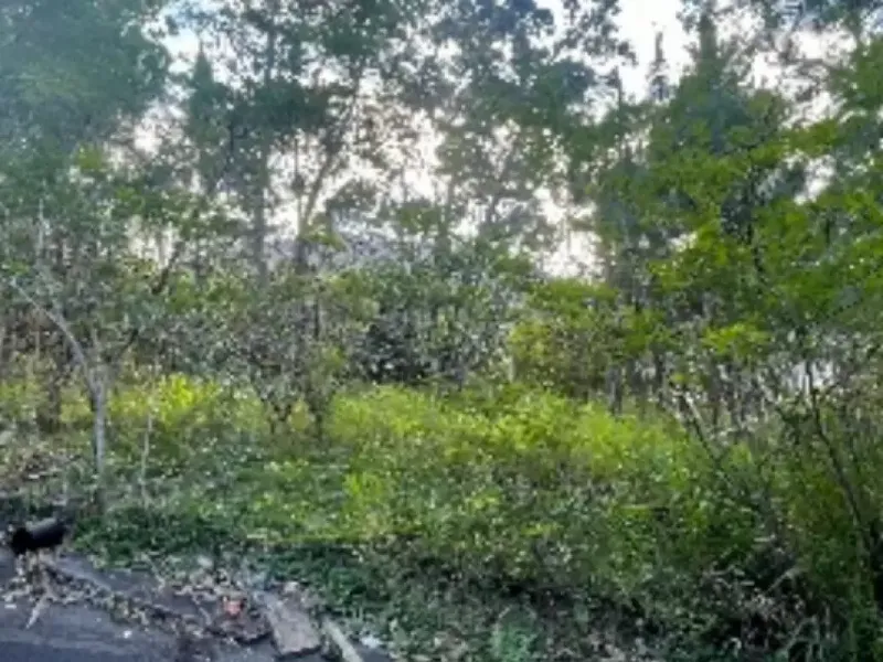 Imóvel rural em leilão