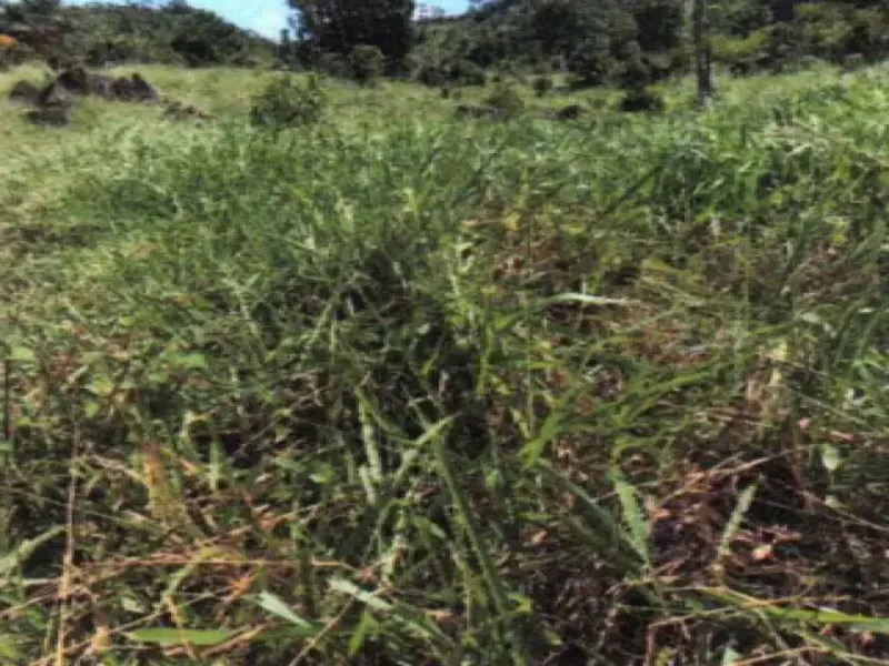 Imóvel rural em leilão