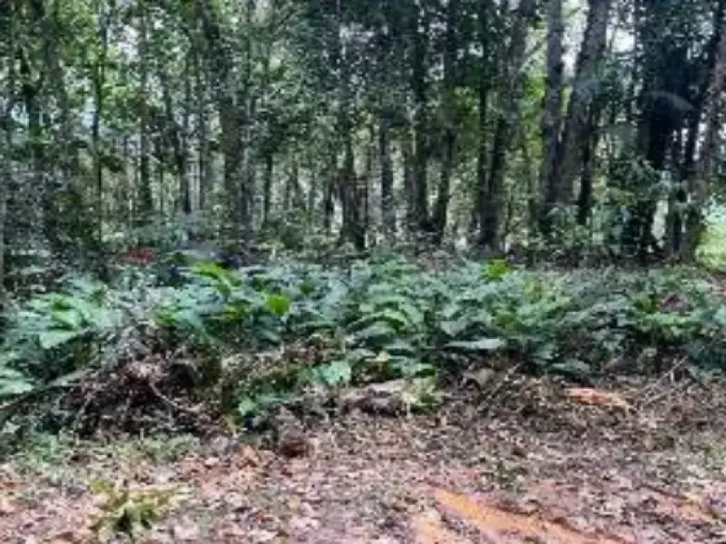 Imóvel rural em leilão