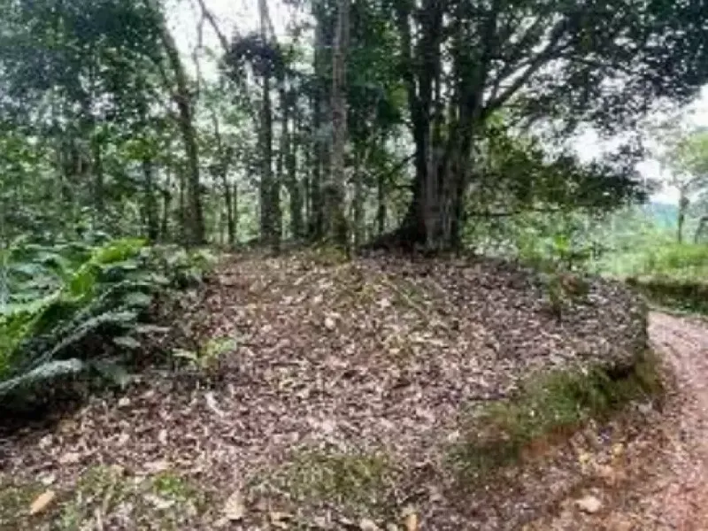 Imóvel rural em leilão