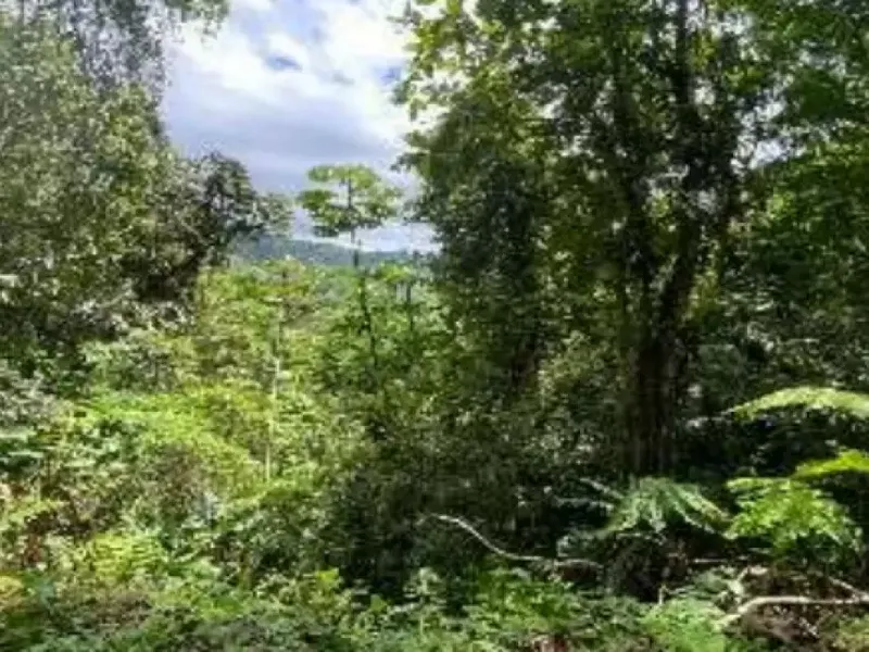 Imóvel rural em leilão