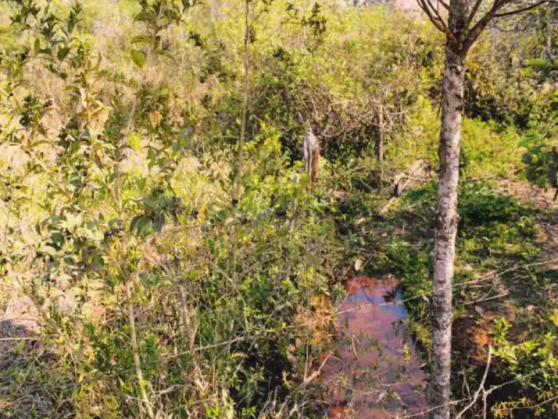 Imóvel rural em leilão