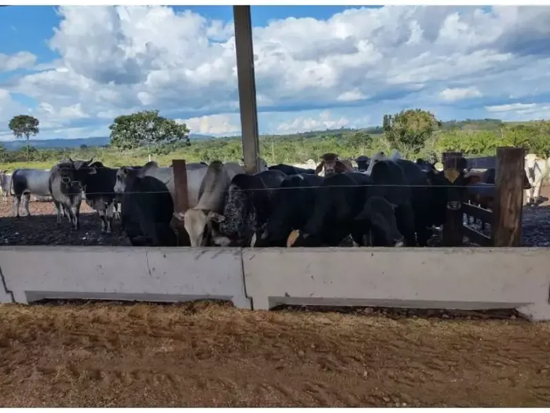 Imóvel rural em leilão