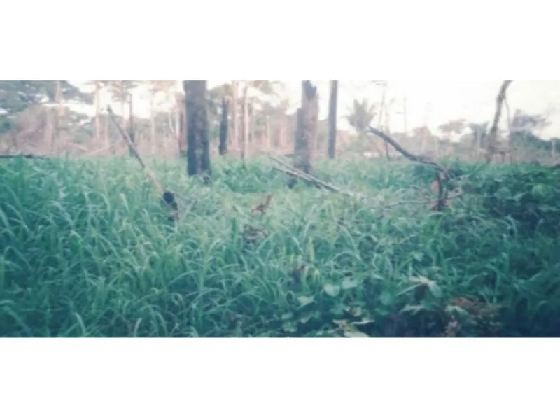 Imóvel rural em leilão