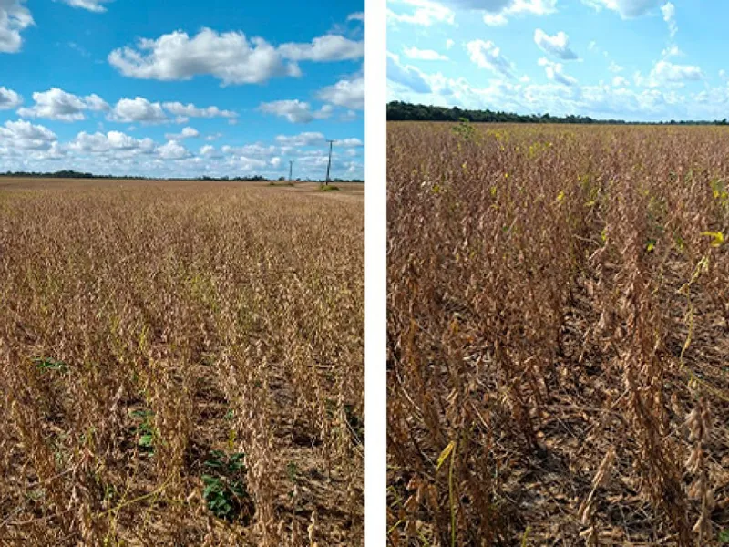 Imóvel rural em leilão