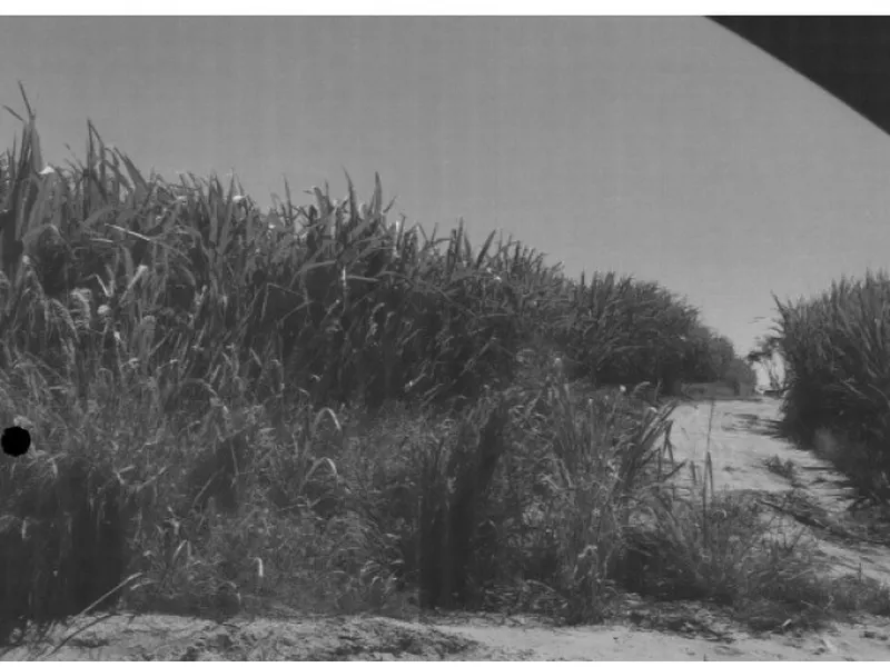 Imóvel rural em leilão