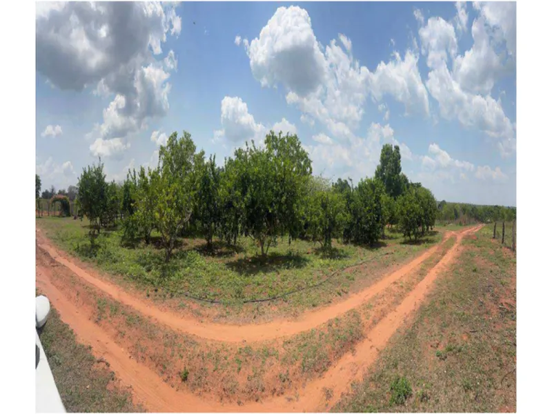 Imóvel rural em leilão