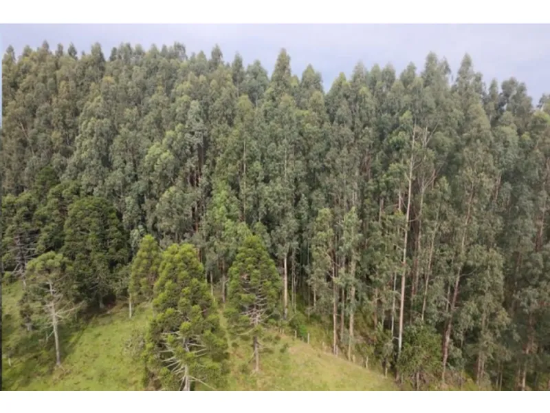 Imóvel rural em leilão