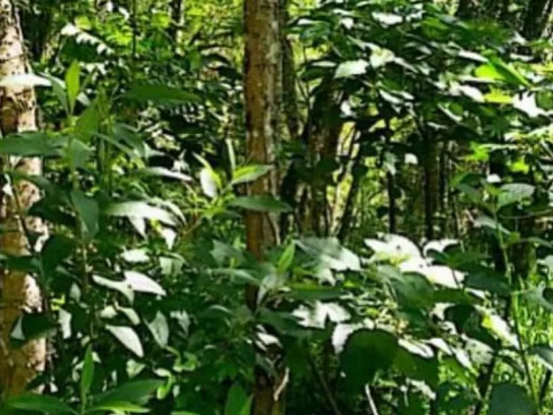 Outros em Leilão Judicial