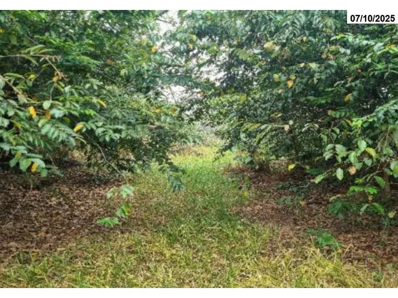 Imóvel rural em leilão