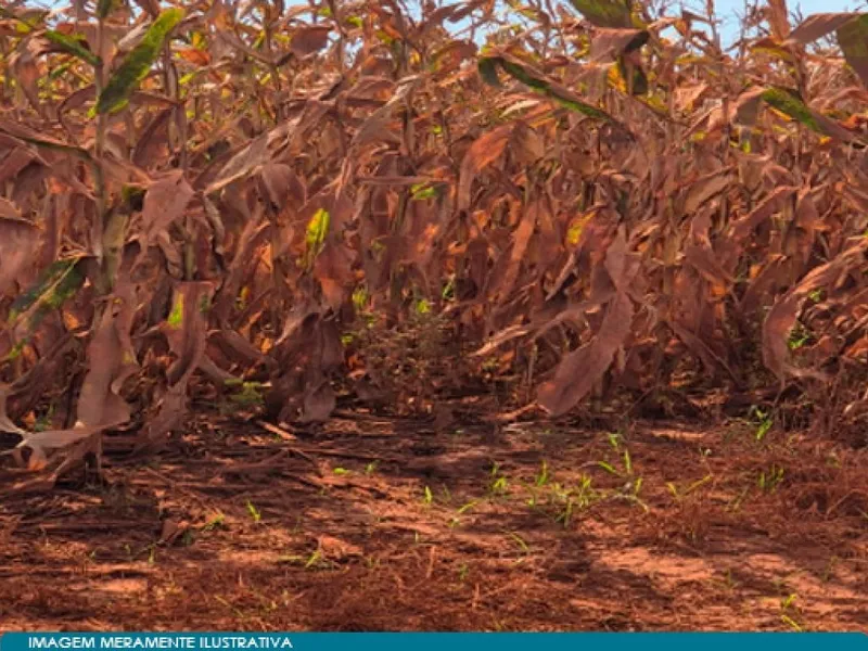 Imóvel rural em leilão