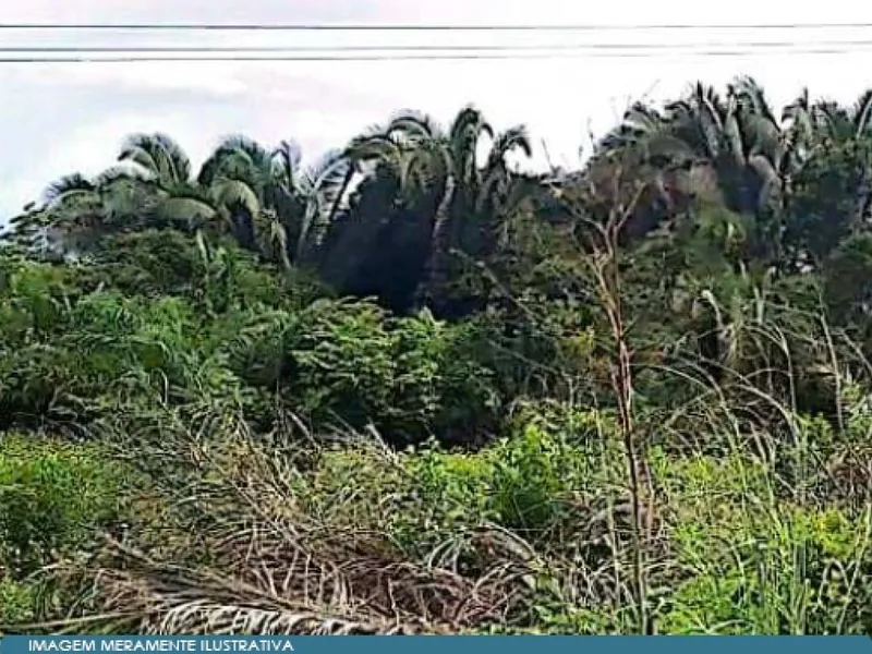 Outros em leilão