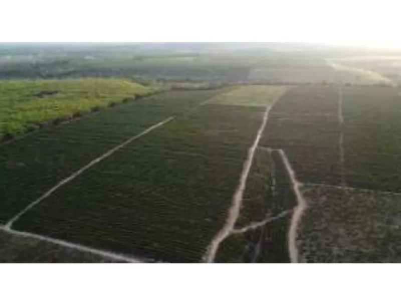 Imóvel rural em leilão