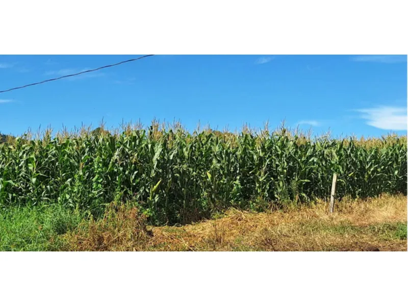 Imóvel rural em leilão