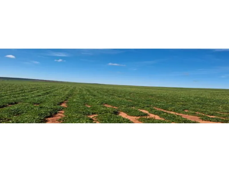 Imóvel rural em leilão