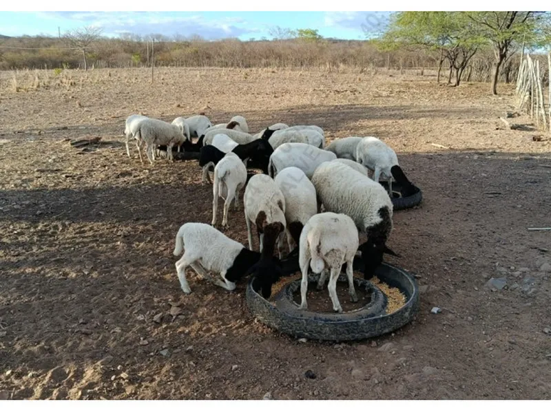 Imóvel rural em leilão