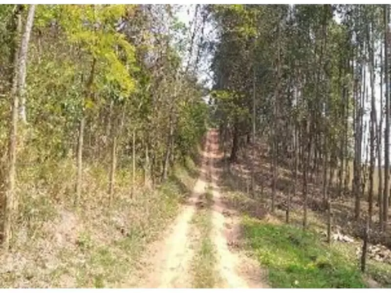 Imóvel rural em leilão