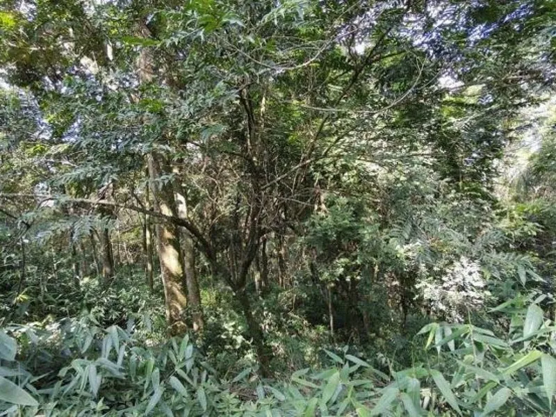 Terreno em leilão