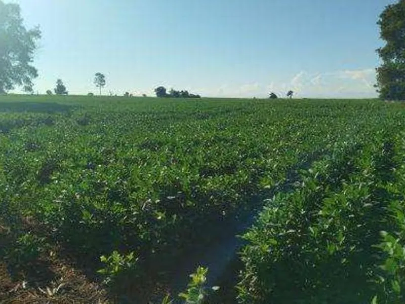 Imóvel rural em leilão