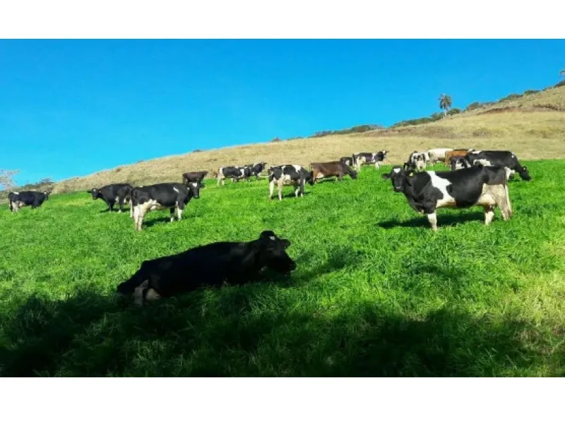 Imóvel rural em leilão