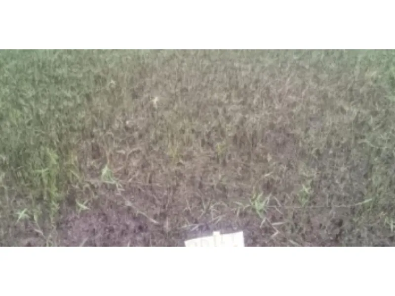 Terreno em leilão