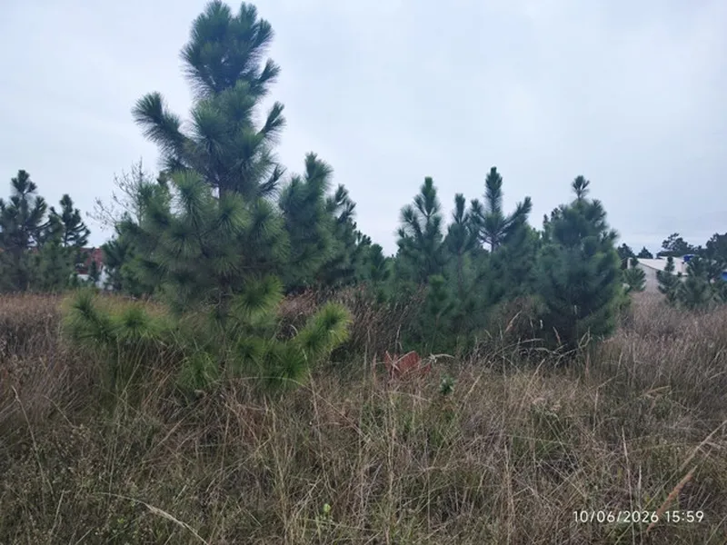 Terreno em leilão