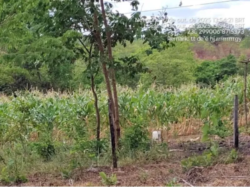 Imóvel rural em leilão