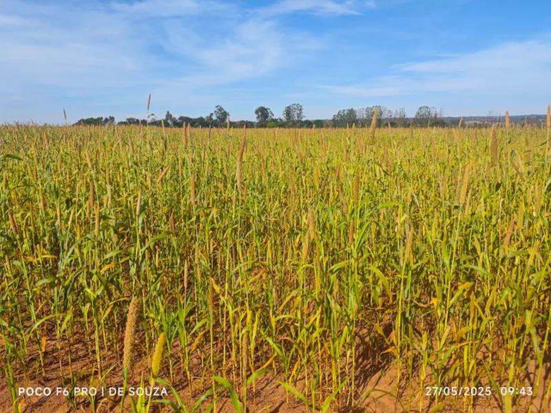 Imóvel rural em leilão