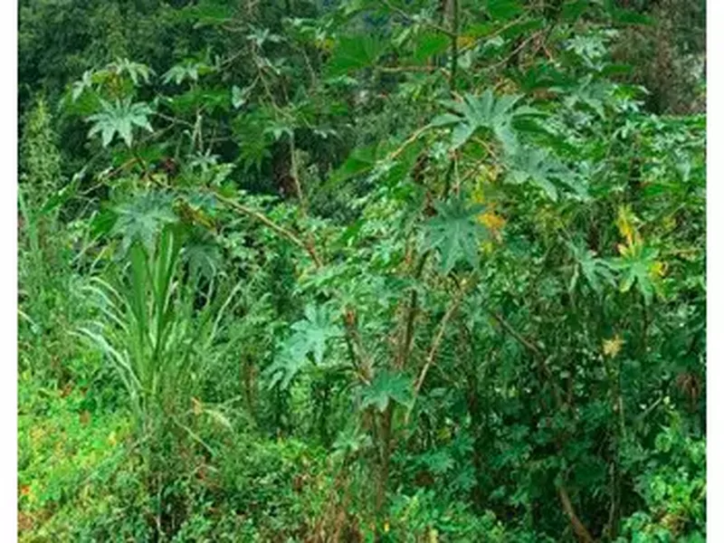 Terreno em leilão