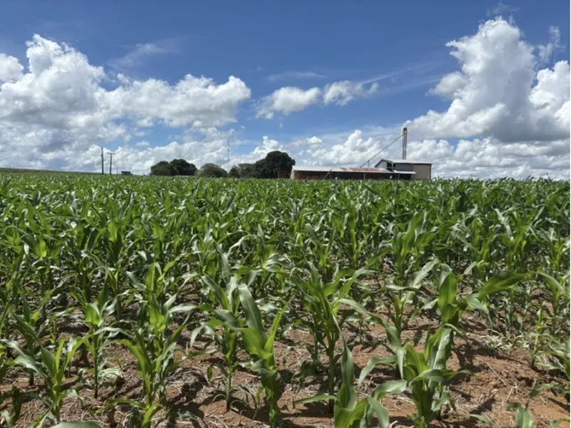 Imóvel rural em Leilão Judicial